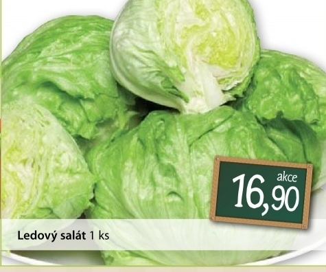 Salat ledovy