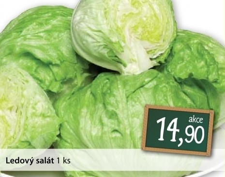 Salat ledovy