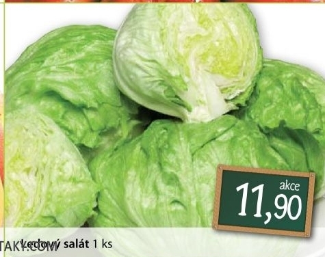 Salat ledovy