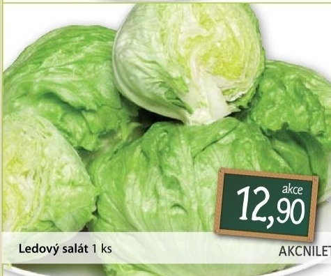 Salat ledovy