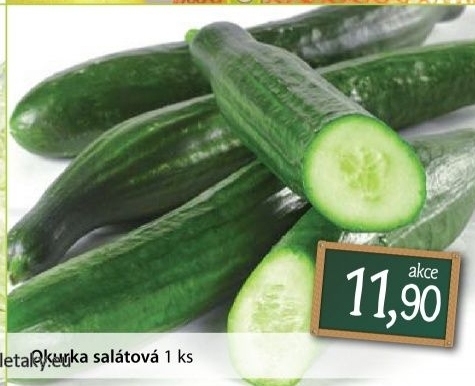 Okurka hadovka