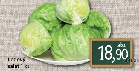 Salat ledovy