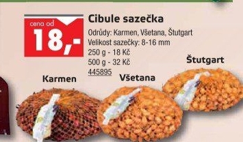Cibule sazečka