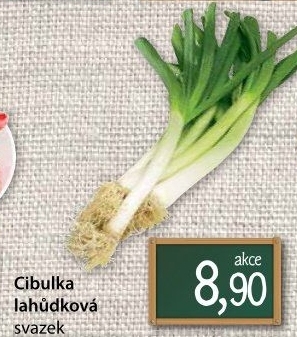 Jarní cibule svazek
