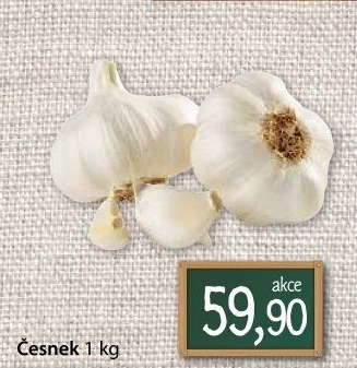 Česnek
