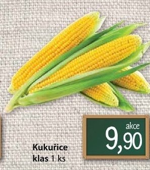 Kukuřice klas