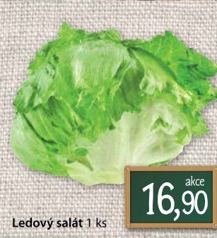 Salát ledový