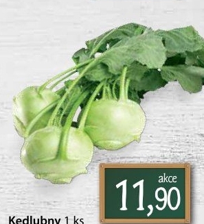 Kedlubna bílá
