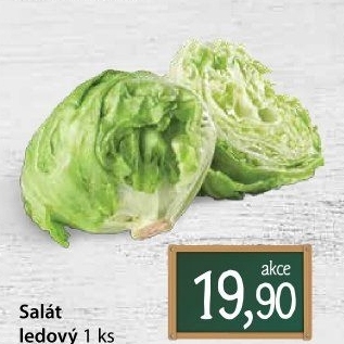 Salát ledový