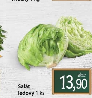 Salát ledový