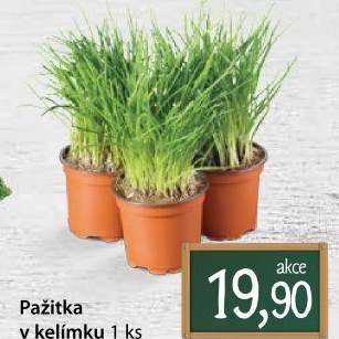 Bylinky v květináči