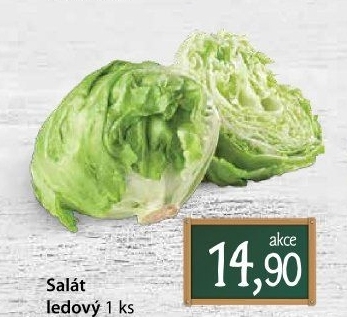 Salát ledový