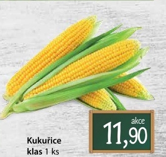 Kukuřice klas