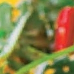 Pĺm