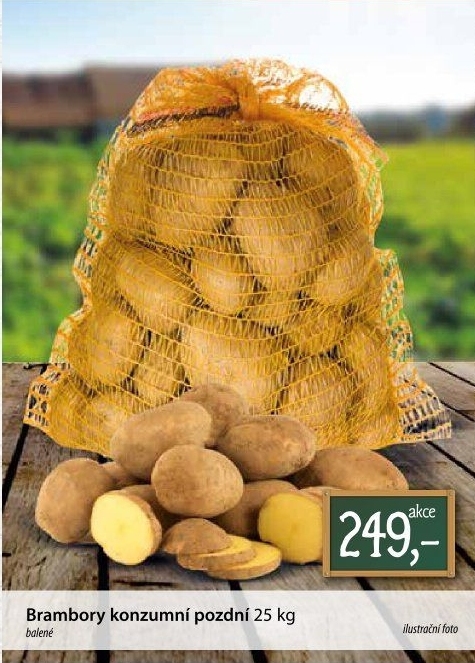 Brambory konzumní pozdní