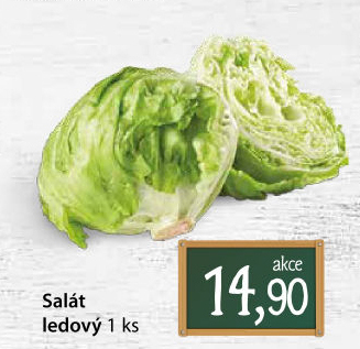 Salát ledový