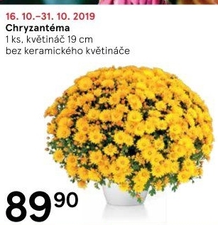 Chrysanthemum - Chryzantéma