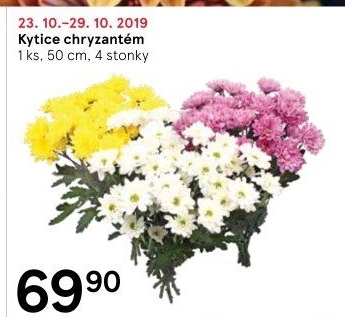 Řezané Chryzantémy