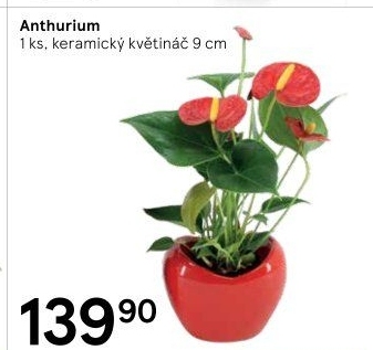 Anthurium - Toulitka