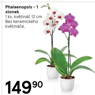 Orchidej