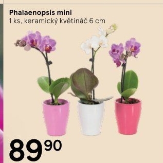 Orchidej