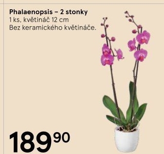 Orchidej