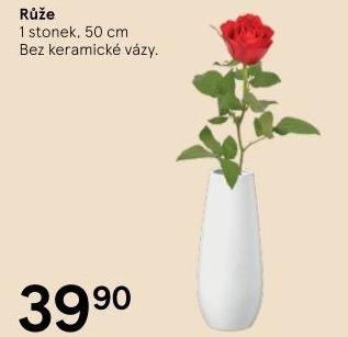 Řezané růže
