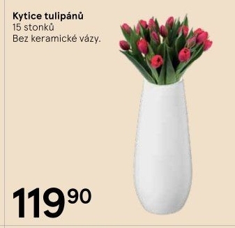 Řezané tulipány