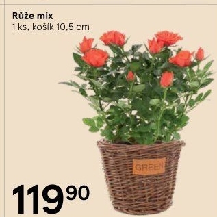 Růže