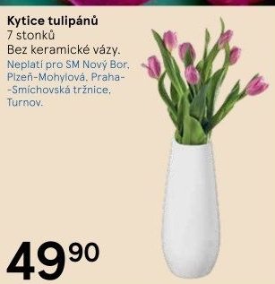 Řezané tulipány