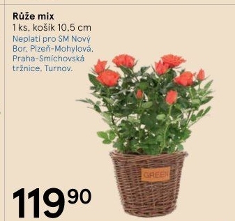 Růže