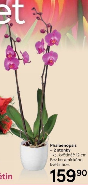 Orchidej