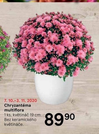 Chrysanthemum - Chryzantéma