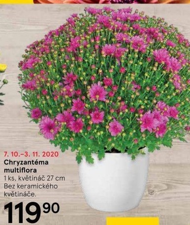 Chrysanthemum - Chryzantéma