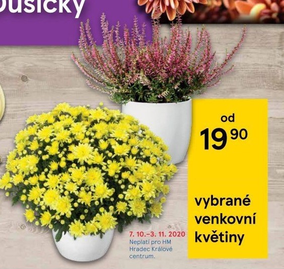 Mix kvetoucích rostlin