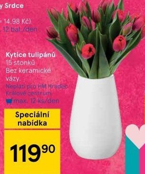 Řezané tulipány
