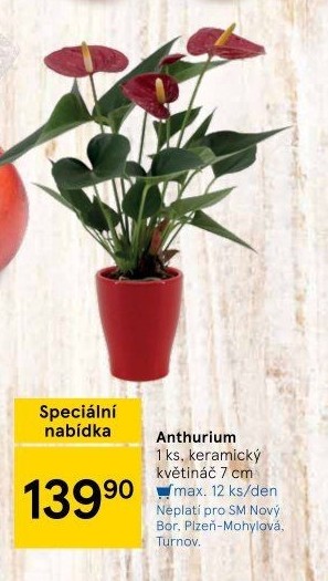 Anthurium - Toulitka