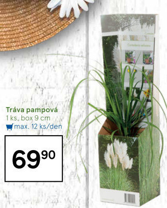 Tráva pampová