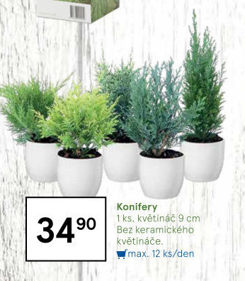 Konifery