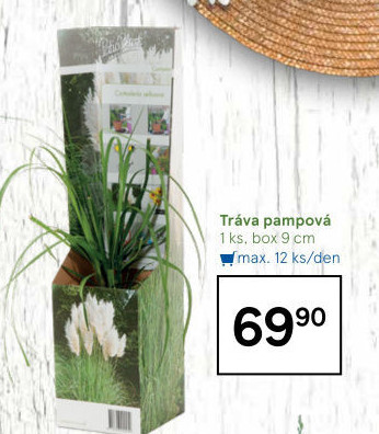 Tráva pampová