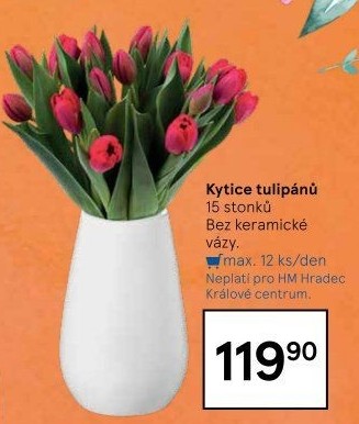 Řezané tulipány