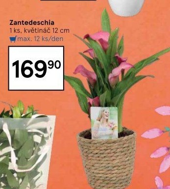 Zantedeschia - Kornoutovka
