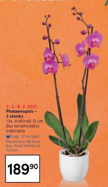 Orchidej