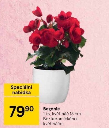 Begónie