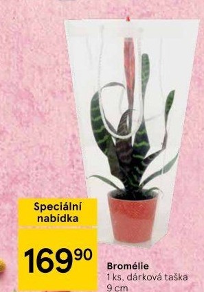 Bromelia