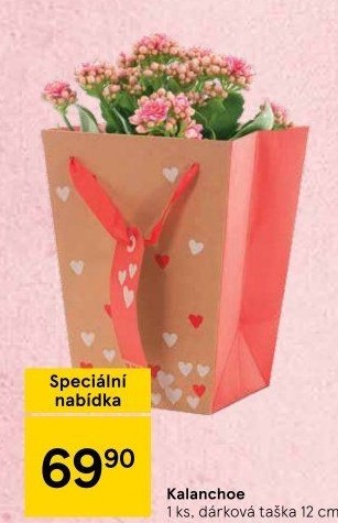 Kalanchoe - Kolopejka