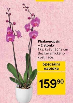 Orchidej