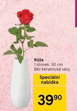 Řezané růže