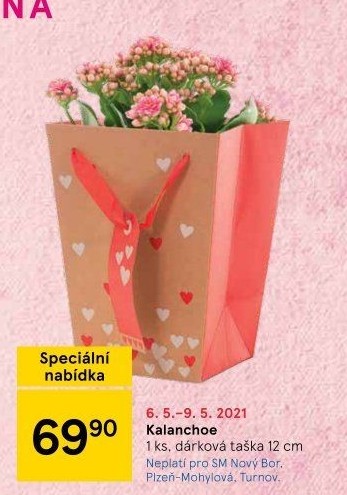 Kalanchoe - Kolopejka