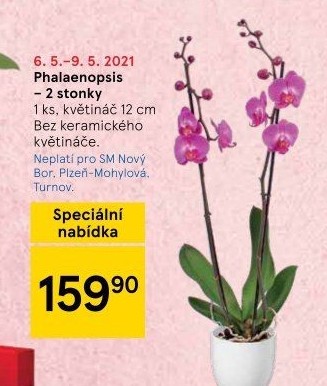 Orchidej